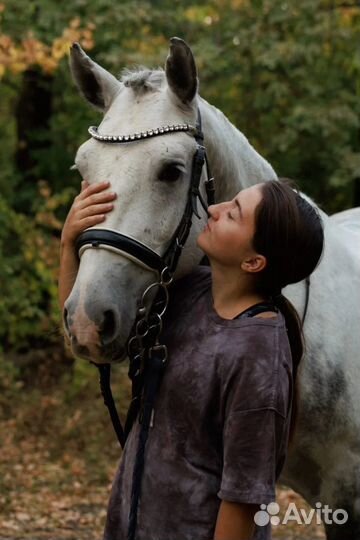 Мерин Орловской-Рысистой породы