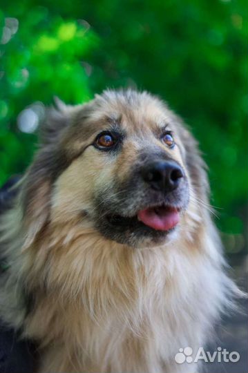 Бароша сногсшибательный красавец из приют ищет дом