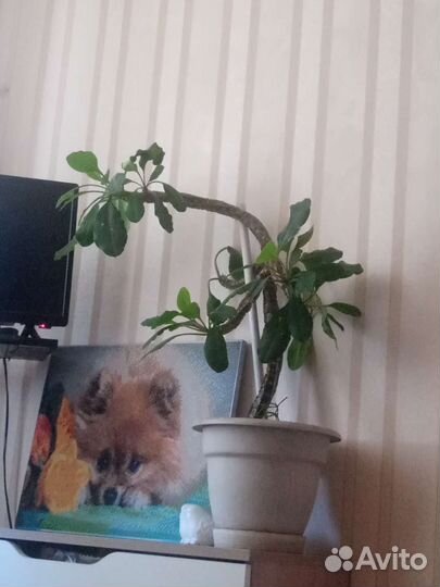 Крупные цветы для интерьера