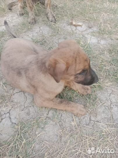 Щенок бесплатно