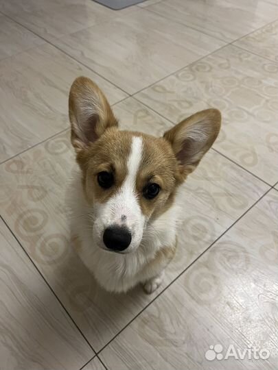 Вельш-корги пемброк девочка