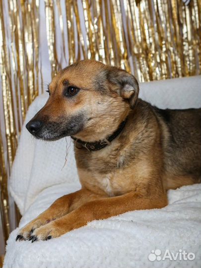 Собака в добрые руки отдам бесплатно