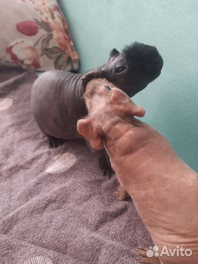 Мини бегемотики