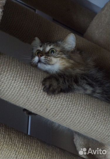 В ожидании семьи