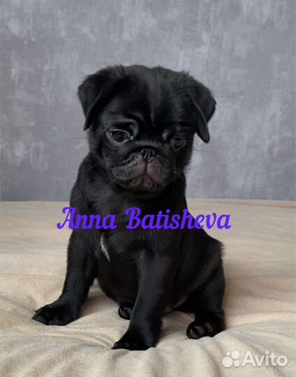 Мопсы черные