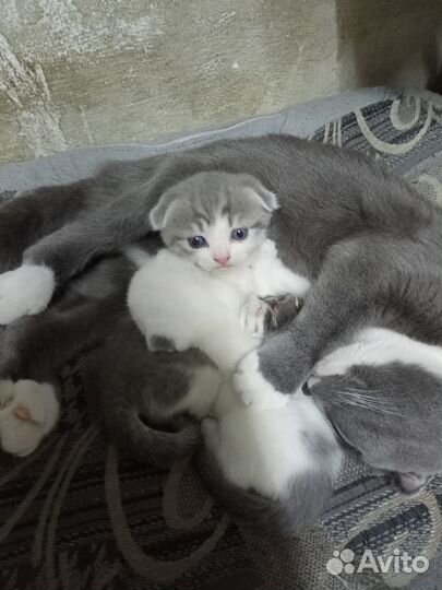 Котята вислоухие