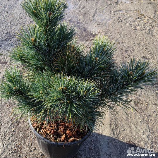 Сосна кедровая европейская Глаука