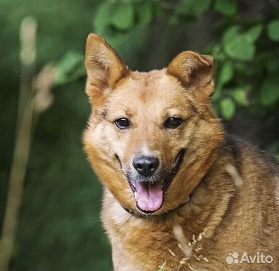 Лисенок ждет свою семью