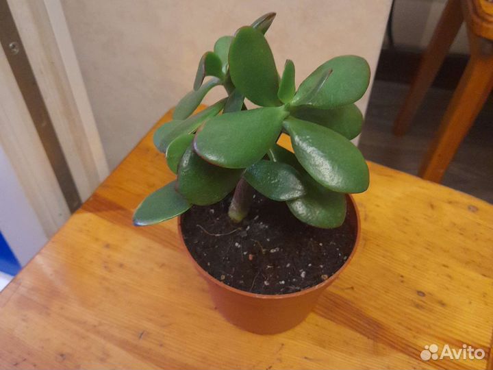 Толстянка (денежное дерево) красула