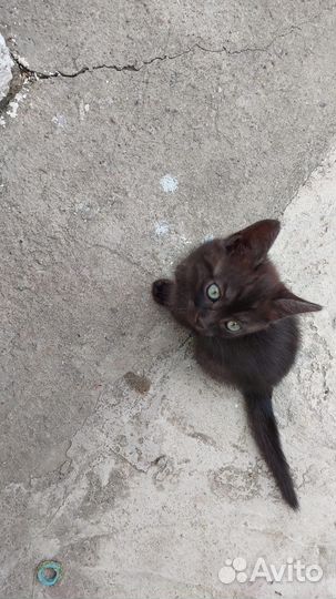 Кошка