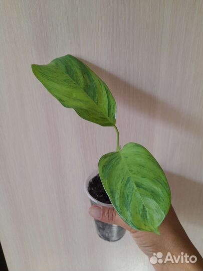 Комнатные растения