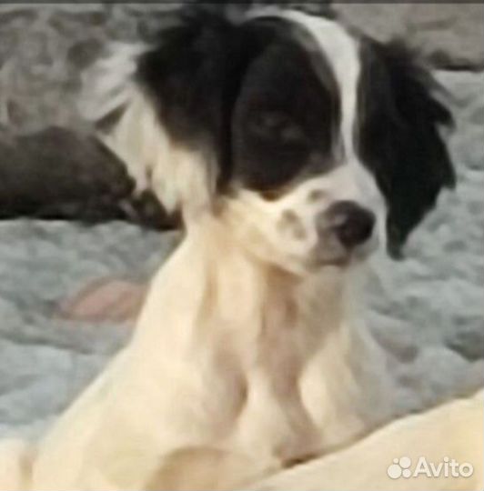 Английский спрингер спаниель