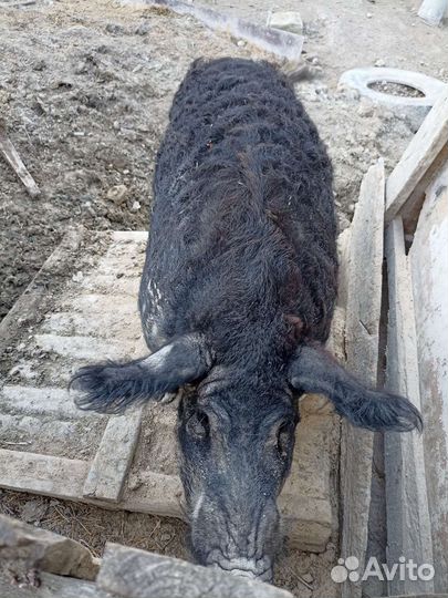 Хряк венгерской мангалицы