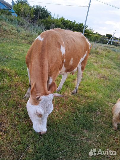 Корова дойная
