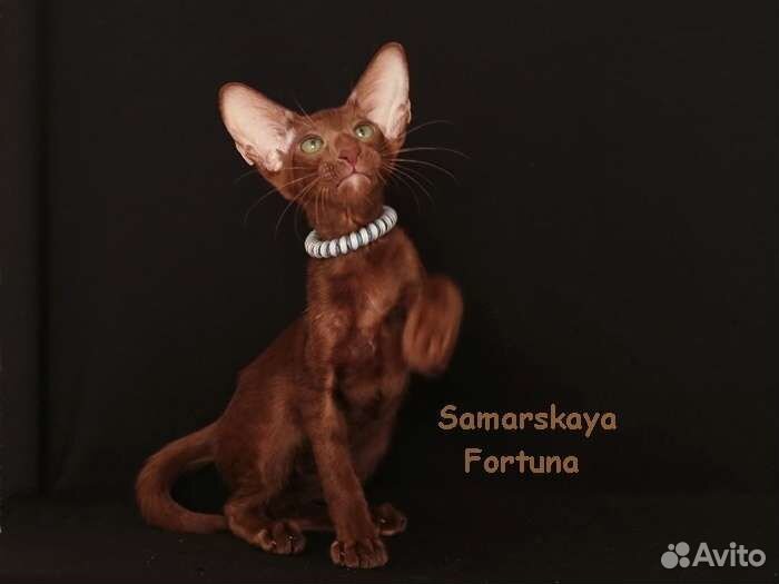 Ориентальные котята из питомника