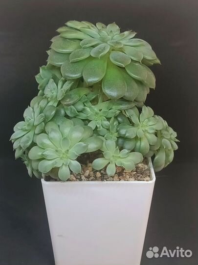 Суккуленты срезы 2