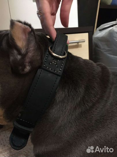 Ошейники, шлейки для собак. Натуральная кожа