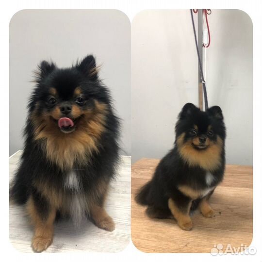 Стрижка животных