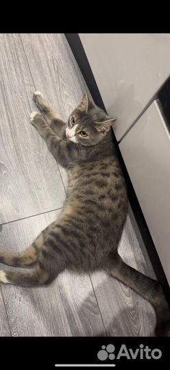 Кошка в дар