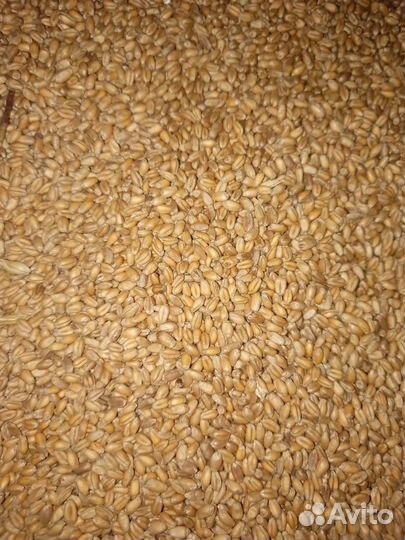 Ячмень и пшеница для животных