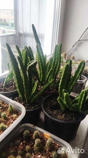 Кактусы и суккуленты