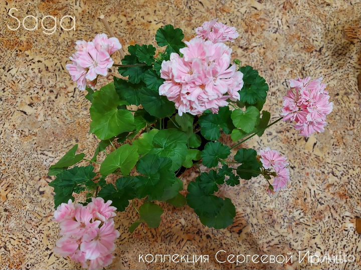 Пеларгонии сортовые