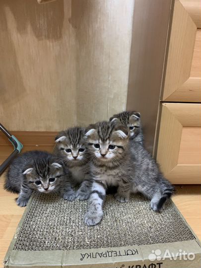 Вислоухие котята