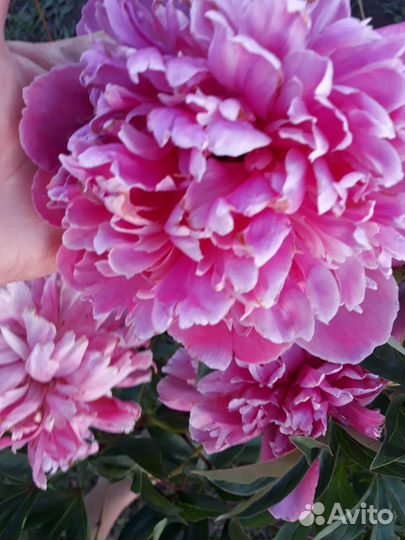 Цветы для сада