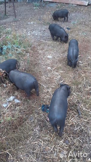 Вьетнамская вислобрюхая свинья (поросята)