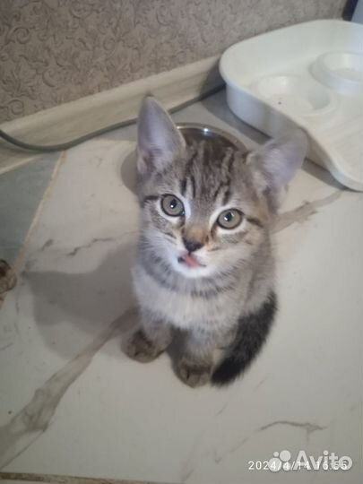 Котята