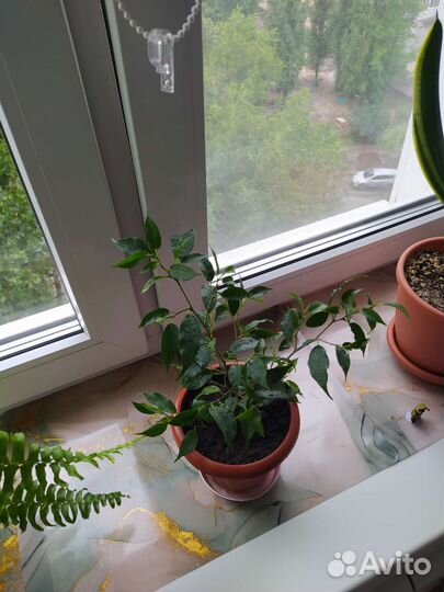 Фикус бенджамина