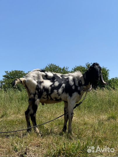 Козлики ч/п нубийские продажа и покрытие