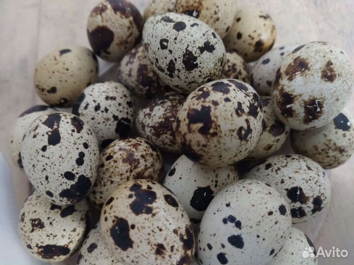 Инкубационное яйцо Техасский бройлер