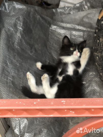 Кошки в добрые руки