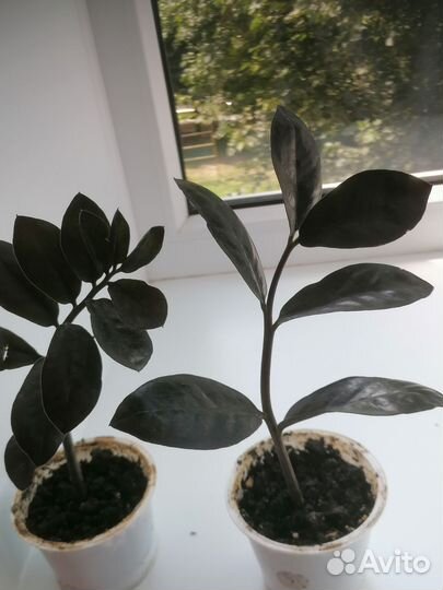 Продам замиокулькасы, цветы комнатные