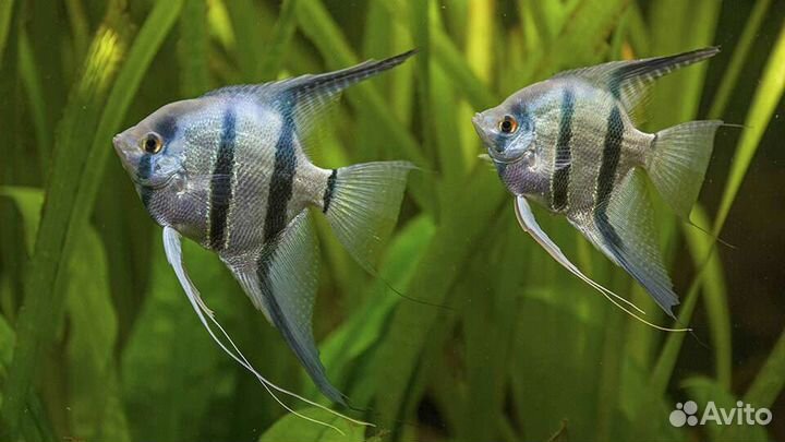 Аквариумные рыбки и растения