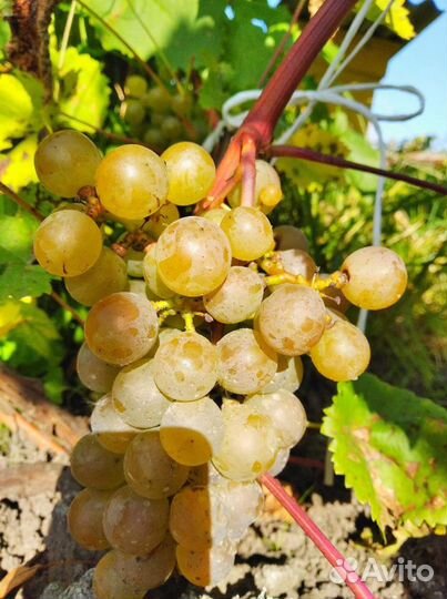 Саженцы винограда