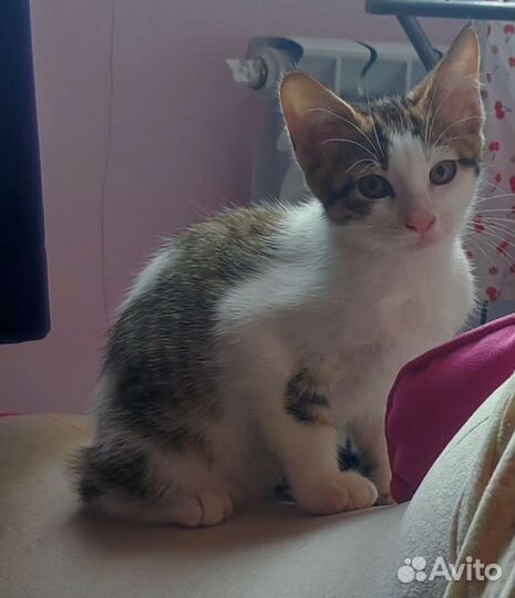 Бесплатно метис Мейн Кун