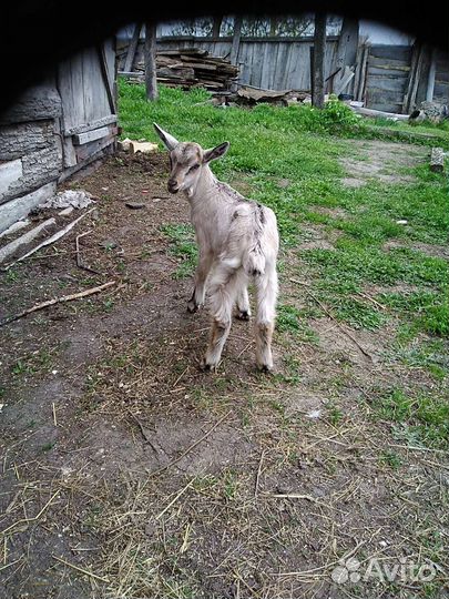 Козлик 5мес