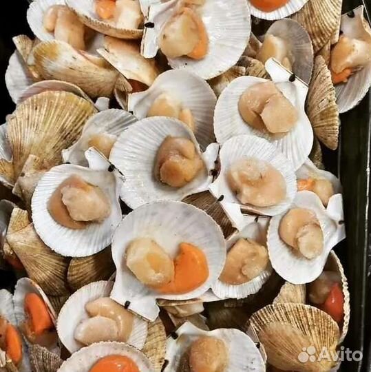 Морской гребешок