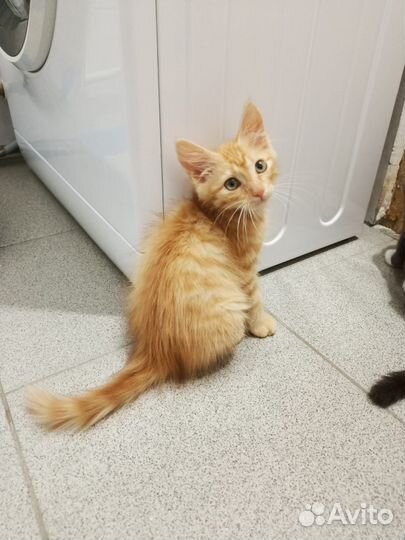 Рыжий котенок в добрые руки