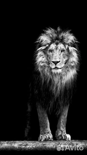 Бесплатное открытие ооо и ип с р/с удаленно