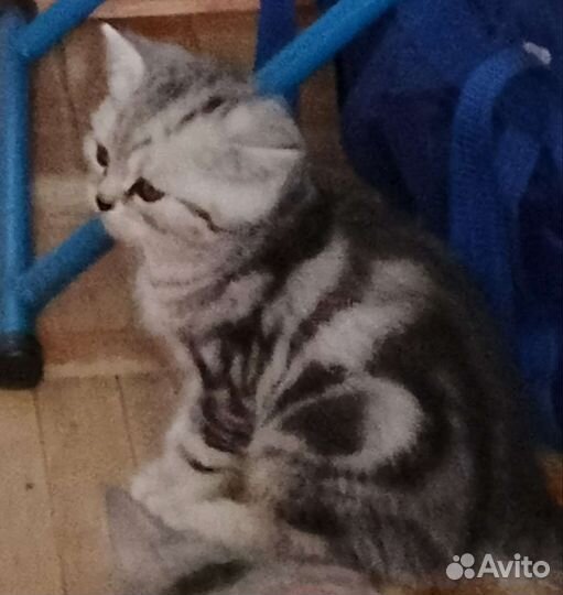 Шотландский котик