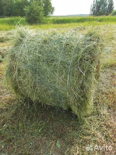 Продам сено в рулонах