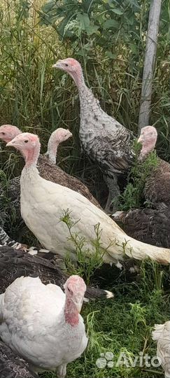 Индюки самцы