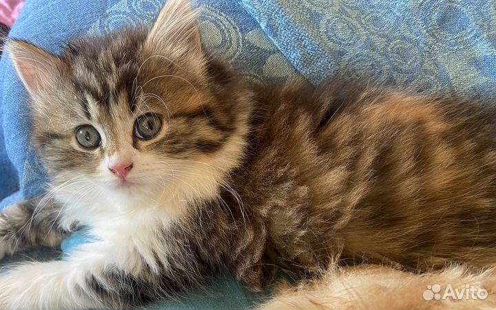 Трехцветные пушистые шотландские кошечки