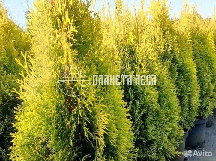 Туя западная Голден Смарагд Морозостойка