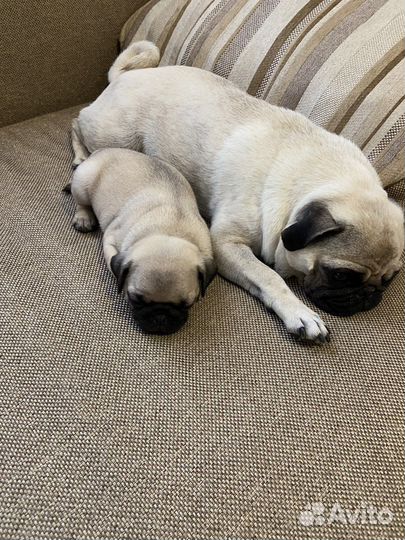 Щенки мопса