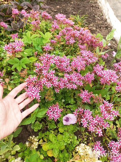 Каменная роза или Молодило,Очиток, Седум