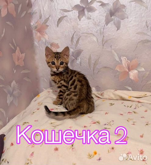 Бенгальские котята кошечки